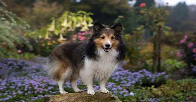龙头老大在家闲一马当先牧羊犬是什么生肖，全面释义、深度解答解释落实