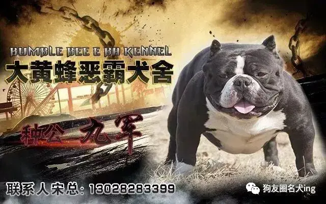 无人听令空有威风恶霸不过地头虫打一生肖全面释义、精准解答解释落实